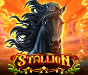 Stallion